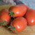 Burpee 'Amish Paste' Organic | Heirloom Red Paste Tomato | 25 Seeds