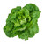 Burpee Buttercrunch Lettuce Seeds 500 seeds