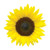 Burpee Jua Maya Hybrid Sunflower Seeds 45 seeds