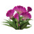 Burpee Fan Dance Purple Celosia Seeds 100 seeds