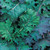 Burpee Red Russian Kale Seeds 500 seeds