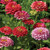 Burpee Exquisite Zinnia Seeds 100 seeds