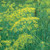 Burpee Bouquet Organic Dill Seeds 900 seeds