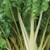 Burpee Fordhook Giant (Organic) Swiss Chard Seeds 350 seeds