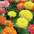 Burpee Border Beauty Mix Zinnia Seeds 50 seeds