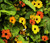 100 Pcs Mixed Black Eyed Susan(Thunbergia Alata) Seeds Flowers Garden Decor