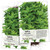 Seed Needs, Spicy Globe Basil Herb (ocimum basilicum Minimum) Twin Pack of 500 Seeds Each Non-GMO
