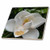 3dRose ct_25695_2 White Magnolia Floral-Ceramic Tile, 6-Inch