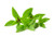 Thai Basil Herb Seeds - Non-GMO - 0.5 Grams