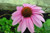 Purple Coneflowers 25Plus Seeds Beautiful Purple Blooms