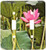 3dRose LLC lsp_13921_2 Pink Lotus Blossom Double Toggle Switch