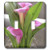 3dRose lsp_40237_2"Pretty Pink Calla Lily Flowers-Floral Photography Double Toggle Switch