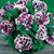 Park Seed Purple Pirouette Petunia Seeds