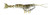 Savage Gear 3D Manic Shrimp 2 1 2" 3 25oz Brown