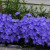 Bellflower Blue Flower Seeds Campanula Carpatica Blue 200 Seeds