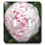 3dRose LLC lsp_22404_2 Pretty Pink Peony  Double Toggle Switch