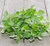 Italian Oregano Herb Seeds  2500 Heirloom Seeds Per Packet  Non GMO Seeds