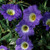Outsidepride Nolana Blue - 1000 Seeds