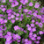 Outsidepride Nierembergia Purple Robe - 5000 Seeds