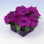 Outsidepride Petunia Multiflora Violet - 250 Seeds