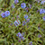 Outsidepride Polemonium Blue - 1000 Seeds