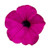 Park Seed Tidal Wave Purple Hybrid Petunia Seeds