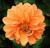Rare Orange Dwarf Pompon Dahlia Seeds 100 PCS