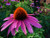 Purple Coneflower Perennial-70 Seeds  500 mg-Echinacea