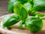 Sweet Basil Herb Seeds - Large Leaf Heirloom - Non GMO 1,000 Seeds