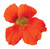 Burpee Troika Orange Nasturtium Seeds 50 seeds