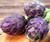 Seeds Purple of Romagna Globe Artichoke Vegetable for Planting Non GMO