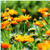 Rare Flower Plant Seeds 200Plus Calendula officinalis Seeds