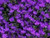 200 Blue Purple CRYSTAL PALACE LOBELIA Erinus Flower Seeds