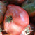 Cherokee Purple Tomato Seeds ~25 Seeds - Non-GMO  Open Pollinated  Heirloom  Vegetable Gardening Seeds