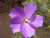 Alyogyne huegelii  Blue Hibiscus  20_Seeds