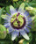 30 pcs Passiflora Seeds - Passiflora Blue Horizon - Passionfruit Flower Seeds