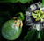 30 pcs Passiflora Seeds - Passiflora edulis Frederick - Passionfruit Flower Seeds