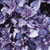 500 Dark Opal Basil  Purple Ruffles  Ocimum Basilicum Herb Flower Seeds  VRZ