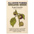 Purple Tomatillo Seeds  ~50   Certified Organic  Non-GMO  Heirloom  Open Pollinated Seeds from The United States