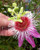 30 pcs Passiflora Seeds - Passiflora Anastasia Passionfruit Flower Seeds