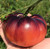 Indigo Apple Dark Purple Beefsteak Heirloom Tomato Premium Seed Packet