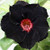 4 Seeds Rare Purple Black Desert Rose Adenium Obesum Flower Perennial Exotic