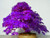 Rare 10 Pcs Purple Maple Seeds Bonsai Garden Indoor Decoration Ornamental Plant