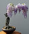 Purple Wisteria Bonsai 5 Pcs Seed Plants Decoration for Home Ornamental Plant