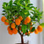 Cheap Fruit Seeds Orange Tree Seeds Dwarf Washington Navel Grow Indoors or Outdoors 30pcs