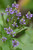 Verbena hastata  Blue Vervain  500_Seeds