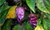 20 seeds PURPLE Ghost Pepper Bhut Jolokia Extremely RARE Hot Spicy Heirloom 20 seeds PURPLE Ghost Pepper Bhut Jolokia Extremely RARE Hot Spicy Heirloom