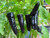 Purple Marconi Sweet Pepper - 10 Seeds