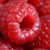 50 Seeds Jumbo RED Raspberry Bush Seeds Rubus Raspberries Sweet Fruit