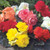 Outsidepride Begonia Flower Seeds Mix - 1000 Seeds